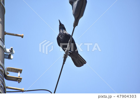 ハシブトガラス 47904303