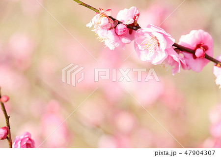 梅園の梅 梅園の梅 47904307