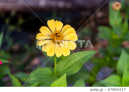 Cosmos sulphureus in nature 47904337