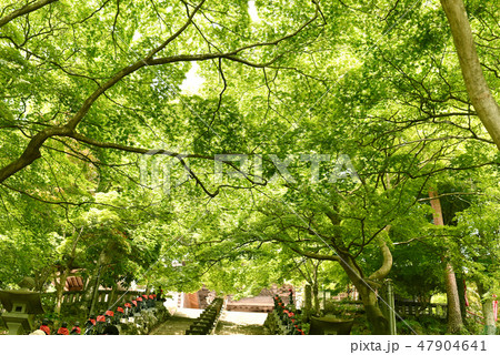 大山寺 新緑 大山寺 新緑 47904641