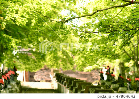 大山寺 新緑 大山寺 新緑 47904642