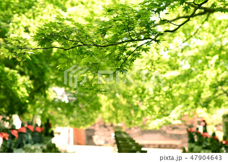 大山寺 新緑 大山寺 新緑 47904643