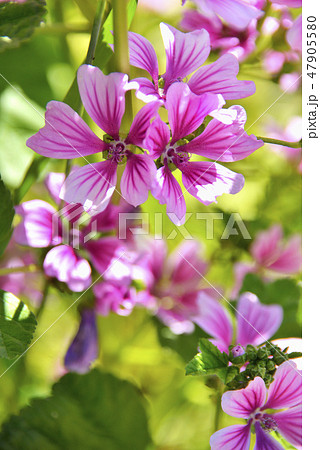 ゼニアオイの花 ゼニアオイの花 47905580