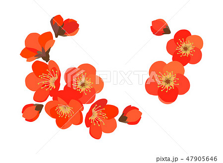 紅梅 紅梅 47905646