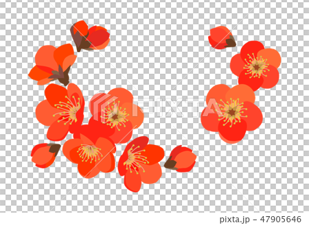 紅梅 紅梅 47905646