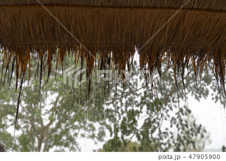 streams of rain drop from the thatched. 47905900