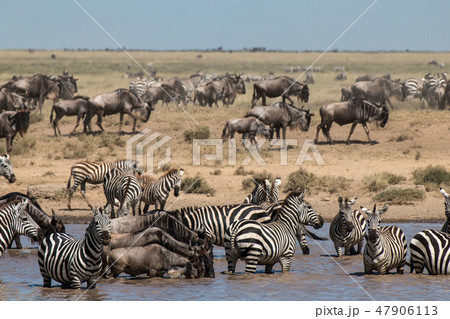 タンザニア　セレンゲティ国立公園　シマウマとヌーの群れ 47906113