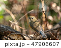 明治神宮御苑のルリビタキ 47906607