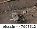 水浴びをするタシギ 47906612