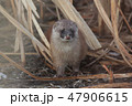 ヨシ原から出てきたイタチ 47906615