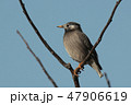 木に止まるムクドリ 47906619