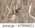 冬羽のセッカ 47906621