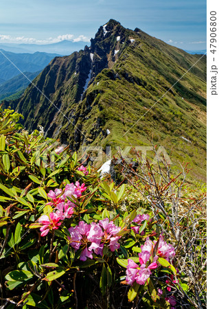 一ノ倉岳のシャクナゲの花と谷川岳山頂 47906800