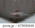 夕陽に照らされるタシギ 47906946