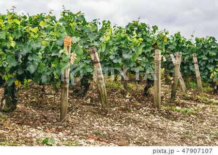 Many grape grow 47907107