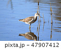 アオアシシギ 47907412