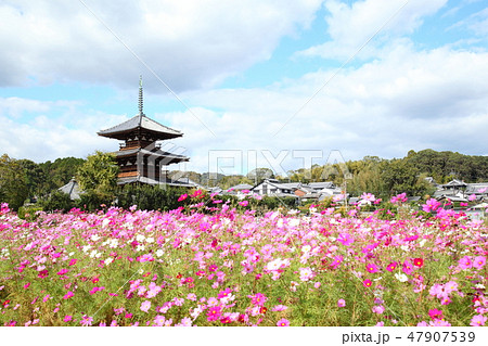 法起寺とコスモス畑 47907539