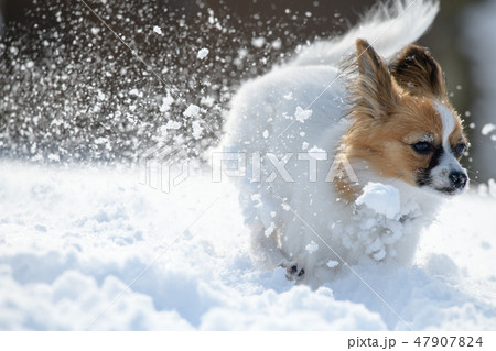 パピヨン 47907824