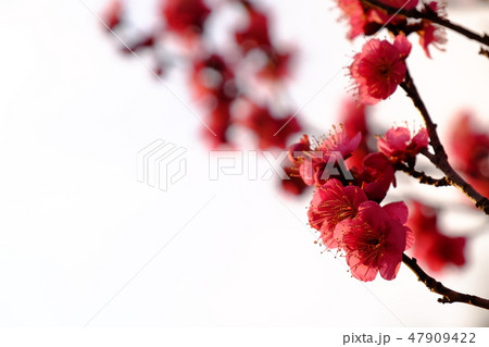 梅の花 47909422