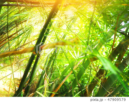 Beautiful green bamboo forest with sunlight. Beautiful green bamboo forest with sunlight. 47909579