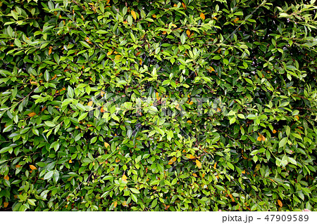 Tree leaves wall. Green tree background. Tree leaves wall. Green tree background. 47909589