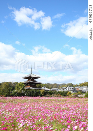 法起寺とコスモス畑 法起寺とコスモス畑 47909713