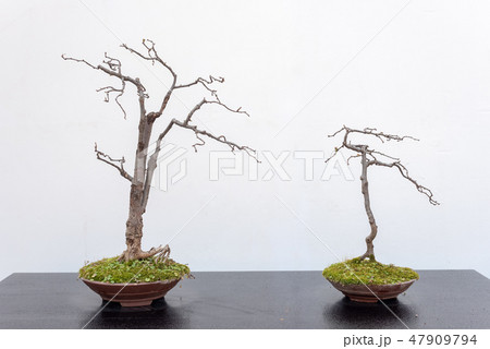 Two bonsai trees against white wall Two bonsai trees against white wall 47909794