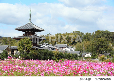 法起寺とコスモス畑 47909800