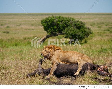 East african lion protecting his cape buffalo prey - Stock Photo [47909984]  - PIXTA