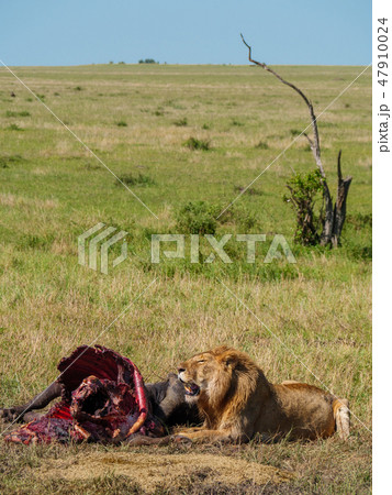 East african lion protecting his cape buffalo prey 47910024