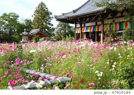 般若寺のコスモス 47910184
