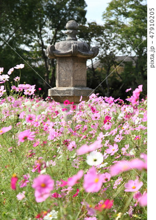 般若寺のコスモス 47910205