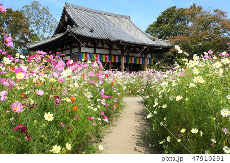 般若寺のコスモス 47910291