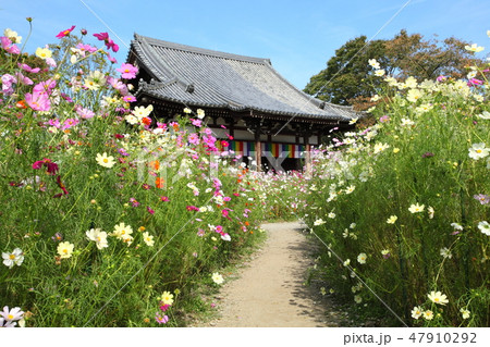 般若寺のコスモス 47910292