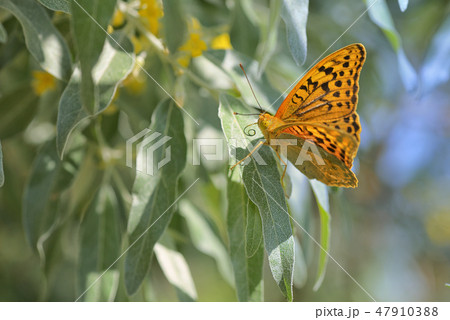 Monarch butterflies on willow 47910388
