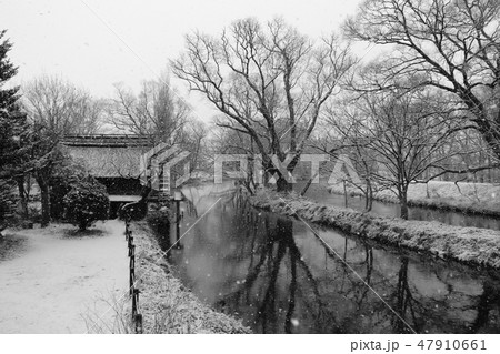 雪が降る安曇野：蓼川：大王わさび農場　　安曇野市 47910661
