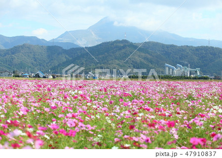 長浜のコスモス畑 47910837