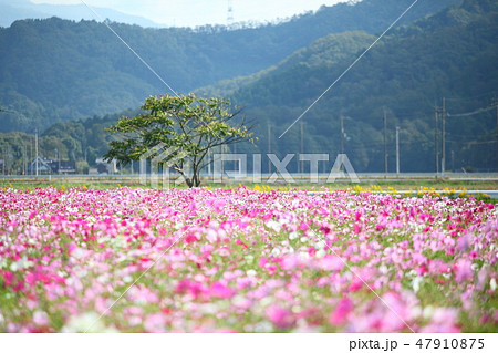 長浜のコスモス畑 長浜のコスモス畑 47910875