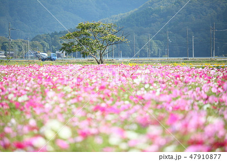 長浜のコスモス畑 47910877
