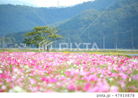 長浜のコスモス畑 47910878