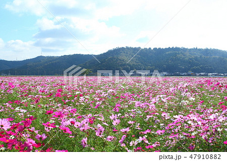 長浜のコスモス畑 47910882