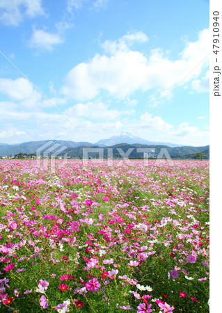 長浜のコスモス畑 47910940