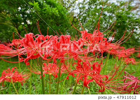 街風景　栃木市　都賀町 47911012
