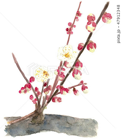 白梅 水彩画のイラスト素材 [47912348] - PIXTA