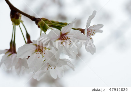 曇り空の桜 47912826