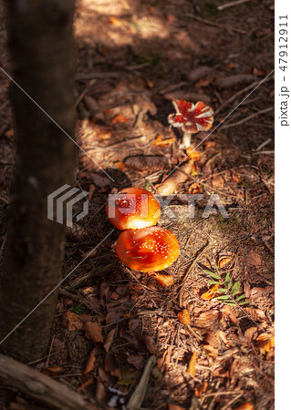 Toadstools Toadstools 47912911