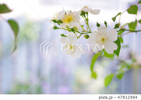 ロサムリガニーの花 ロサムリガニーの花 47912994