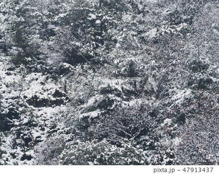 雪の日の里山 冬の里山の雪景色 雪の日の里山 冬の里山の雪景色 47913437