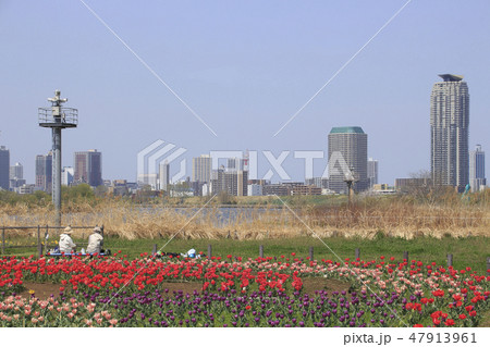 都市農業公園チューリップと川口市街の高層マンション群 都市農業公園チューリップと川口市街の高層マンション群 47913961