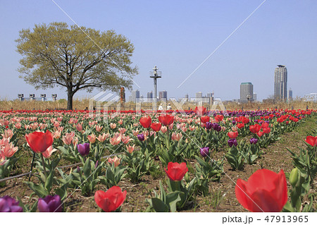 都市農業公園チューリップと川口市街の高層マンション群 都市農業公園チューリップと川口市街の高層マンション群 47913965